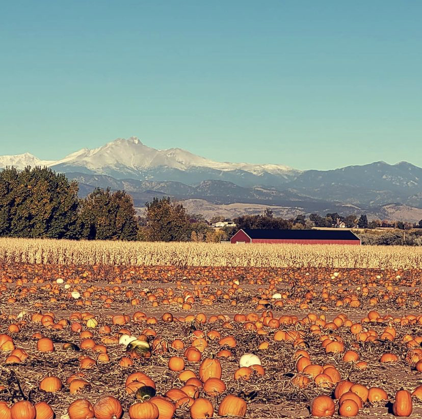 Anderson+Farms+pumpkin+patch+on+a+beautiful+fall+morning.+The+pumpkin+patch+was+the+first+event+the+farms+held+with+its+opening+in+the+late+1900s%2C+and+has+been+growing+ever+since.+The+farms+is+an+exciting+place+for+all%2C+and+its+popularity+is+ever+growing.+Rachelle+Wegele%2C+Operation+Manager%2C+stated%2C+%E2%80%9C+Our+staff+are+finding+that+a+lot+of+customers+this+season+are+visiting+for+the+very+first+time.%E2%80%9D