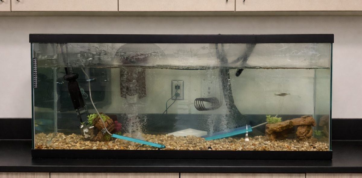 The tank in Runyon’s AP Environmental classroom. The fish are used for this specific conservation project, in which students monitor and take care of.